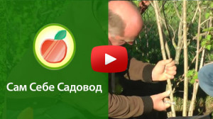 размножение садовых культур воздушными отводками