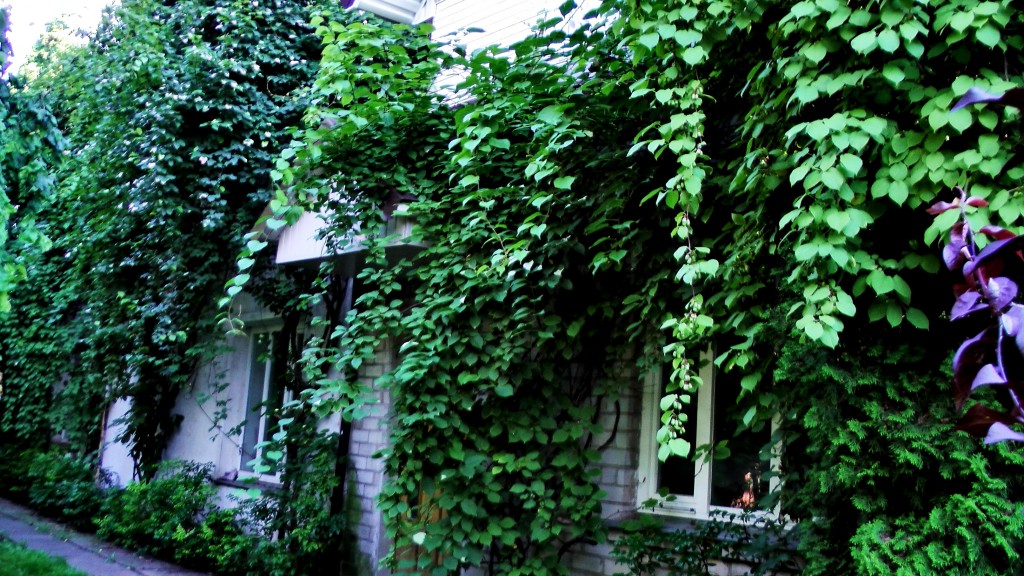 Лианы актинидии пестролистной у Романа Врублевского
